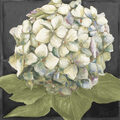 Image Not Available